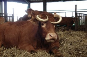 limousin met hoorns