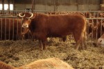 limousin met hoorns op het stro