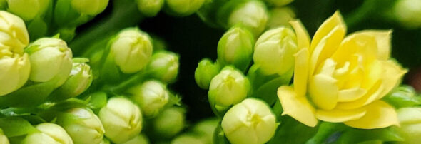 Kalanchoe Pasen 2026