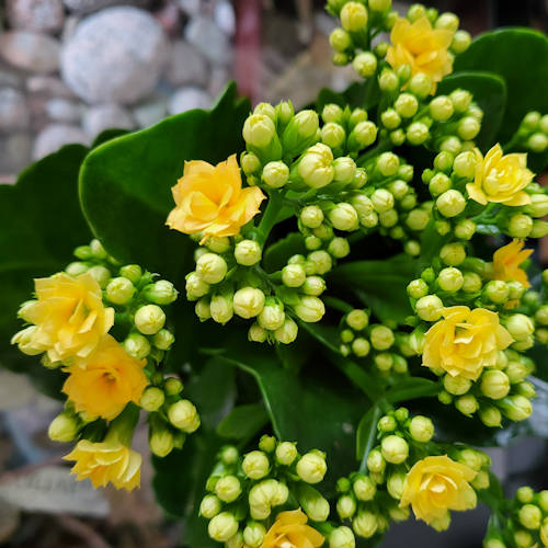 Foto Kalanchoë voor de website van Oosterwijtwerd, gemaakt door Yolanda